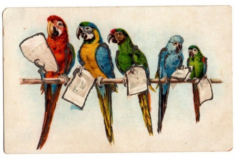 072221 COLORFUL PARROTS ON BRANCH HOLDING PAPER VINTAGE BIRD POSTCARD CIRCA 1910