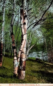 New York Adirondacks Beautiful Birch Trees 1910