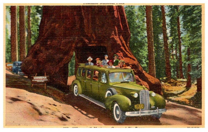 Wawona Mariposa Grove , Auto driving thru Giant Sequoias