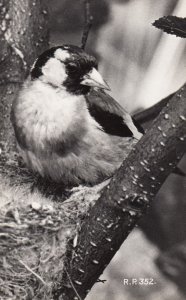 Goldfinch Valentines Real Photo Old Bird Postcard