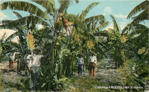 Postcard Florida Banana Plantation Cochrane agriculture 23-9855