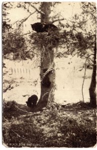 Black Bear and Cubs, Used 1908