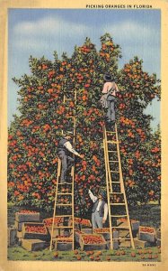 Picking Oranges in FL Citrus Unused 