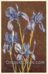  Postcard Post Card Sibirian Iris