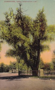 Washington Elm Cambridge Massachusetts MA Postcard C45