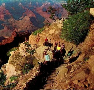 Burro Ride Grand Canyon National Park AZ UNP Fred Harvey Chrome Postcard M12