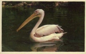 Pelican Pete, Busch Gardens - Tampa, Florida FL