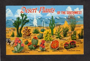 Desert Plants of the Southwest Barrel Cactus Flowers Cacti Postcard Yucca