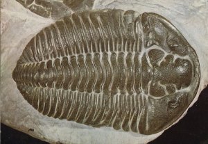 Carapace Fossil Shell of The Trilobite Calymene Fish Postcard