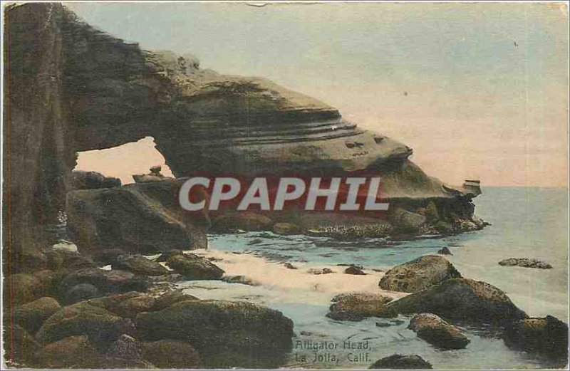 Old Postcard The Alligator Head Calif Joila