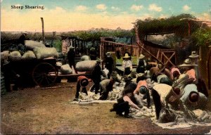 Sheep Shearing Scene