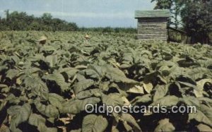 Tobacco Farming Unused 