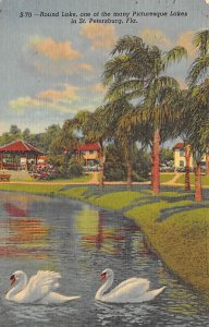 Round Lake Swan in Lake