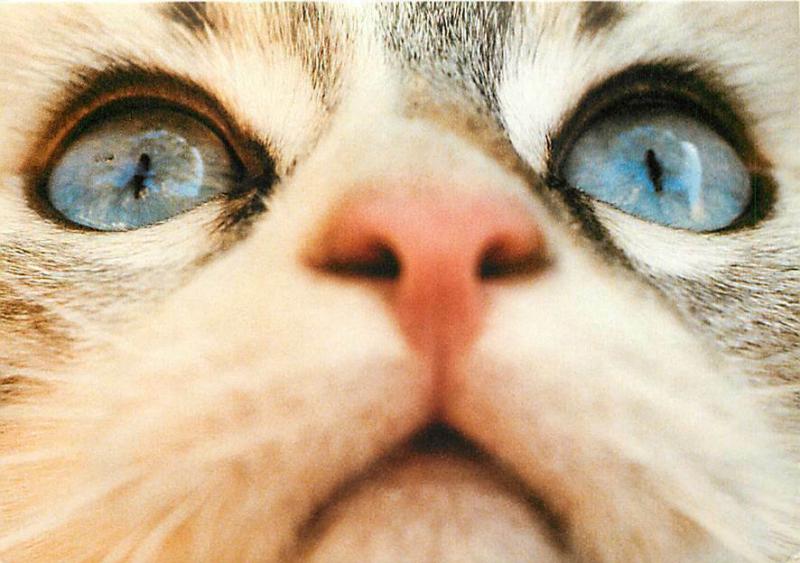 Cat with Blue Eyes Closeup Postcard #1