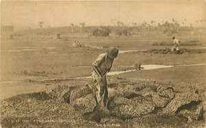 Caribbean Trinidad Pitch Lake #C11 C-1910 Postcard Phelps 21-1664