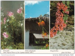 Barbados Native Flowers Periwinkle Bougainvillea & Pride Of Barbados