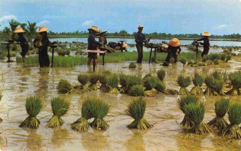 Uprooting Rice Seedlings Farming Nakorn Chaisri Thailand 1960s #2 postcard