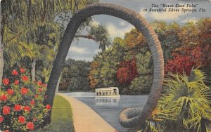 The Horse Shoe Palm Silver Springs, Florida