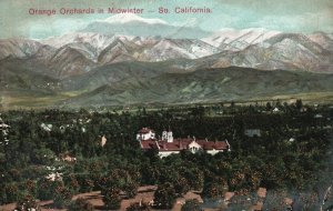 Vintage Postcard 1906 Orange Orchards In Mid-Winter South California Newman Post