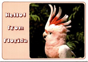 Florida Hello With Cockatoo 1995