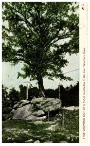 Connecticut Waterbury ,Tree growing out of Rock