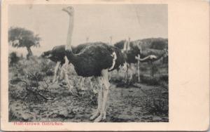 Half Grown Ostriches Ostrich Birds Unused Postcard E30