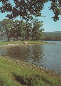 Scotland Postcard - Loch Achray in The Heart of The Trossachs, Callander RR8141