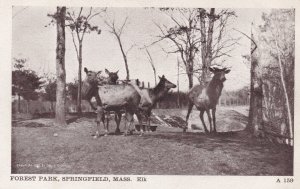 Elk Forest Park Springfield Massachusetts