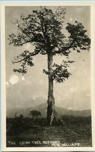 Honduras - The Ceiba Tree, Republic of Honduras   *RPPC