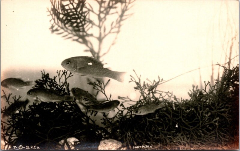 Real Photo Postcard Baby Perch Fish Santa Catalina Island Souvenir, California