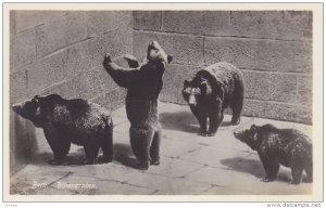 RP, Bears, Barengraben, Bern, Switzerland, 1920-1940s