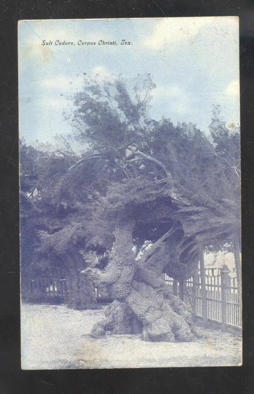 CORPUS CHRISTI TEXAS SALT CEDARS UNUSUAL TREE VINTAGE POSTCARD 1909