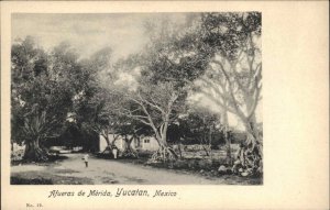 Yucatan Mexico MX Tree Lined Road c1910 Vintage Postcard