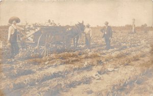 J30/ Farm RPPC Postcard c1910 Occupational Farmer Cabbage Wagon287