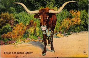 Cow Bull Texas Longhorn (Steer) TX3 15,967 art postcard divided back UP Vintage 