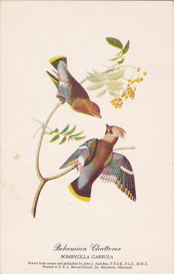 Bohemian Chatterer Drawn By John J Audubon