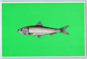Russia Postcard Sardine (Sardina pilchardus) V/O Prodintorg Fish Exporter c1950s