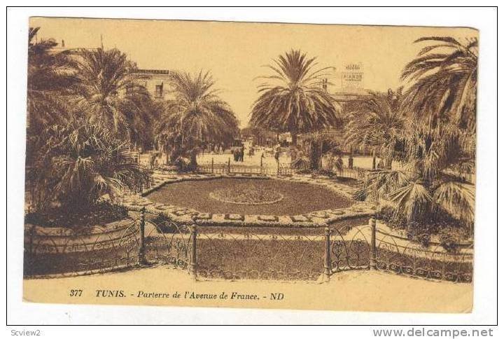 TUNIS.-Parterre de l'Avenue de France, 00-10s