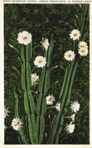 Vintage Postcard Night Blooming Cactus Cereus Peruvianus Flowers Florida FL
