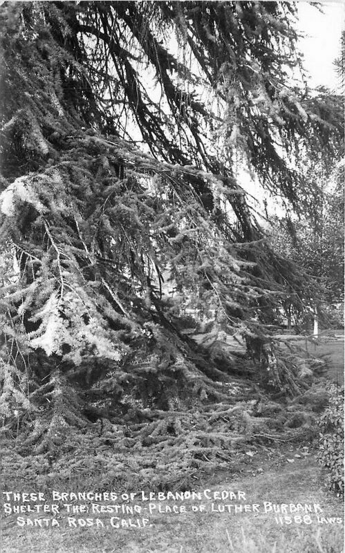 Santa Rosa California Lebanon Cedar Burbank 1950s RPPC Photo Postcard 21-13142