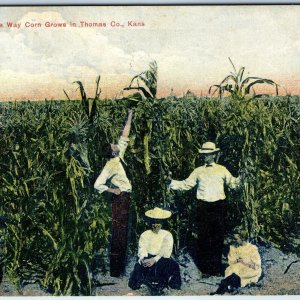 c1910s Thomas County, Kans. The Way Corn Grows Postcard JB Hampton Colby KS A73