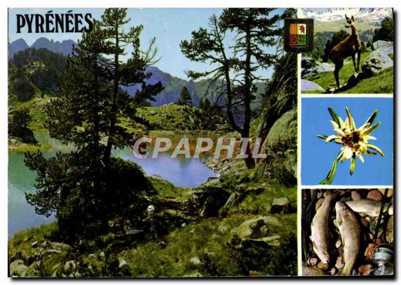 Postcard Modern Pyrenees Trout