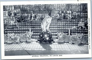 postcard MIssouri - Animal Training, St. Louis Zoo - Lion on ball