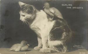 Rotograph RPPC Postcard B 1198 Scaling the Heights Duckling Climbs on Cat's Back