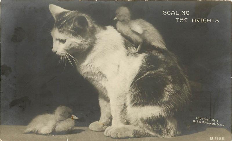 Rotograph RPPC Postcard B 1198 Scaling the Heights Duckling Climbs on Cat's Back