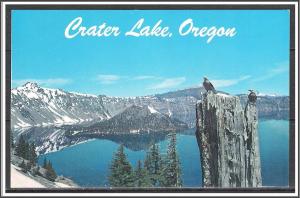 Oregon, Crater Lake - Clark's Nutcracker Birds - [OR-022]