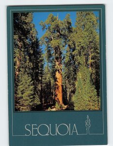Postcard The General Sherman Tree, Sequoia National Park, California, USA