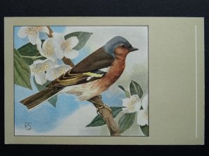 Bird Theme CHAFFINCH c1950s Postcard by P. Sluis Series 9 No.108