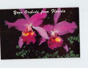 Postcard Your Orchids from Florida USA