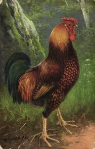 Chicken Hen Rooster (1910s) V